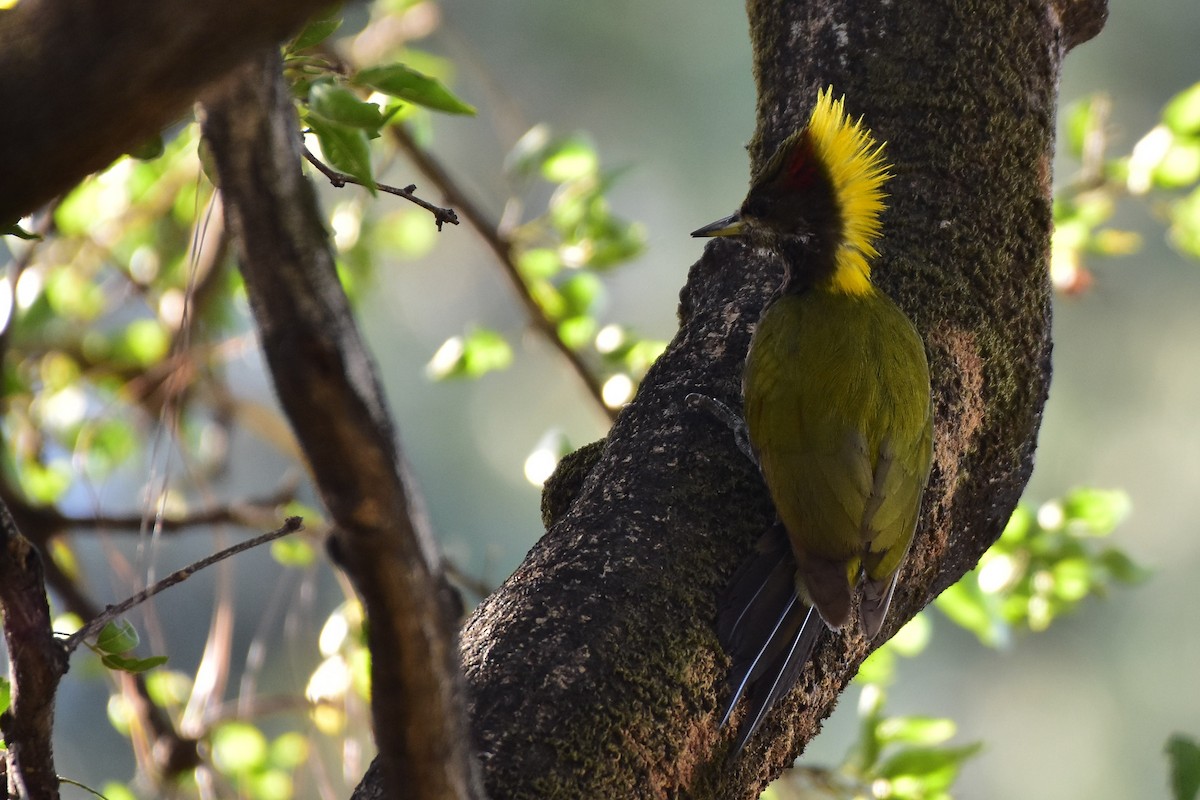 žluna indomalajská - ML569807571