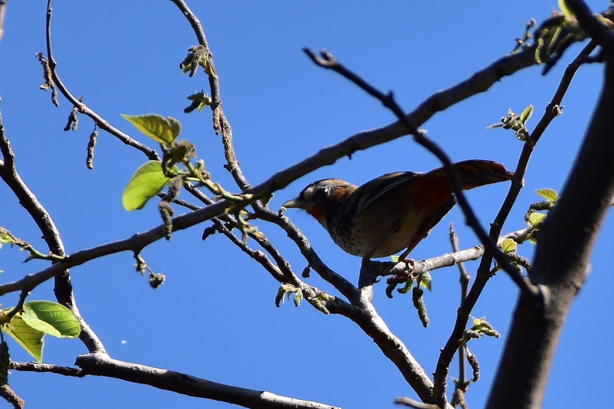 Rufous-chinned Laughingthrush - ML569807781