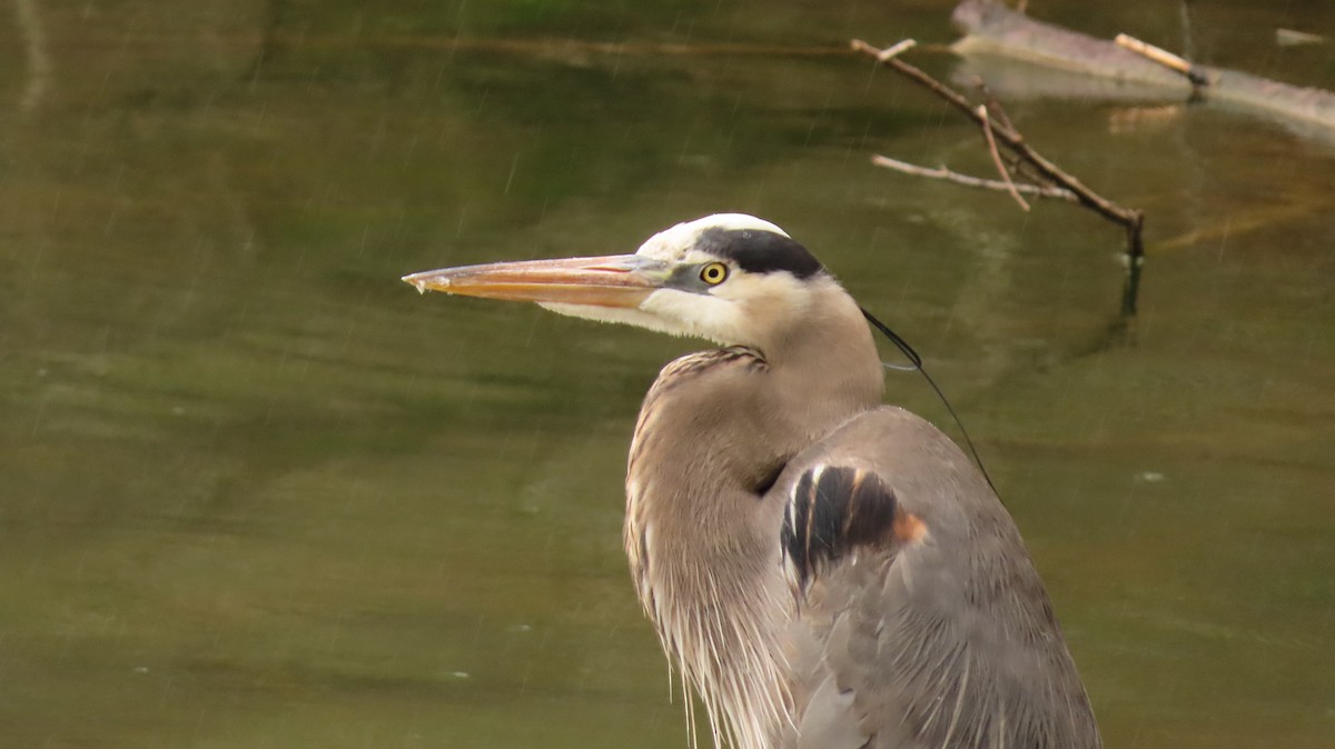 Great Blue Heron - ML569808141