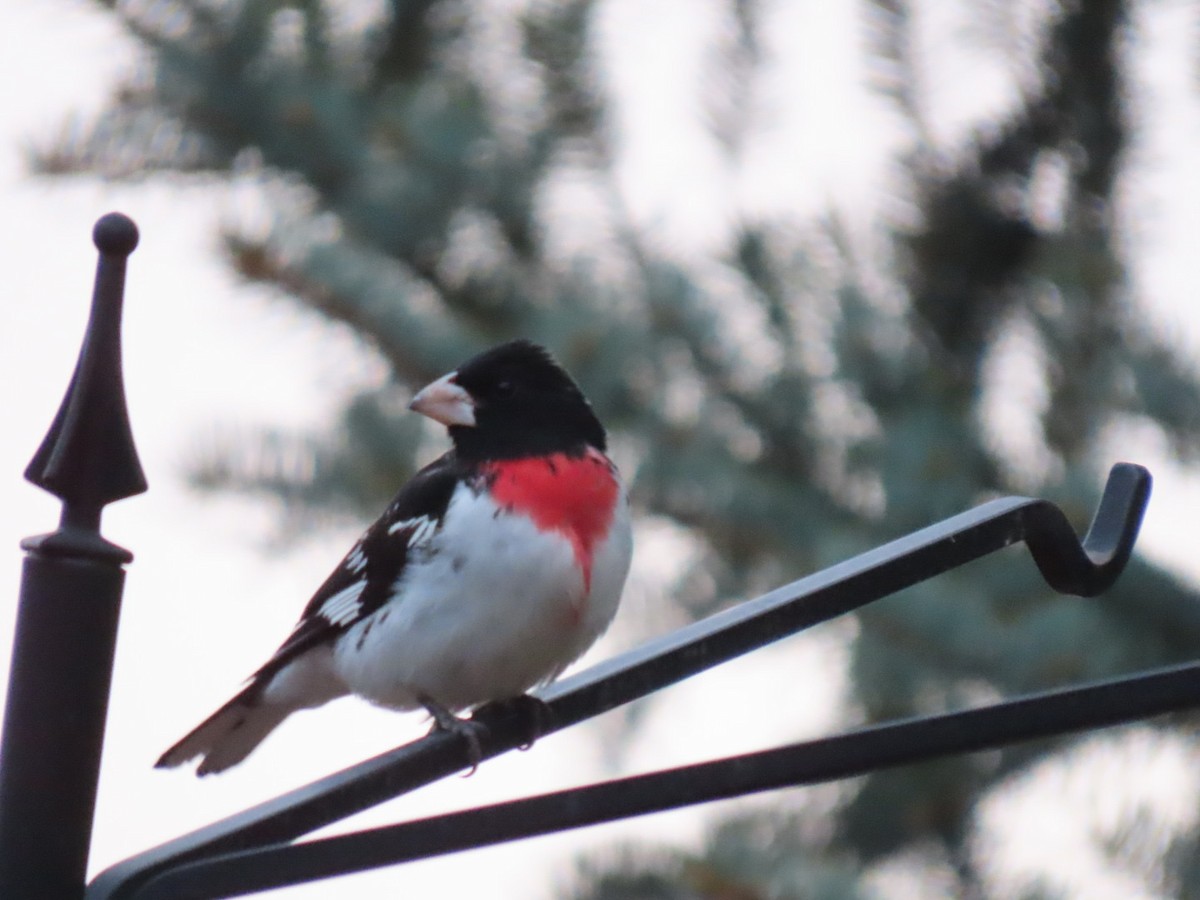 Rose-breasted Grosbeak - ML569808501