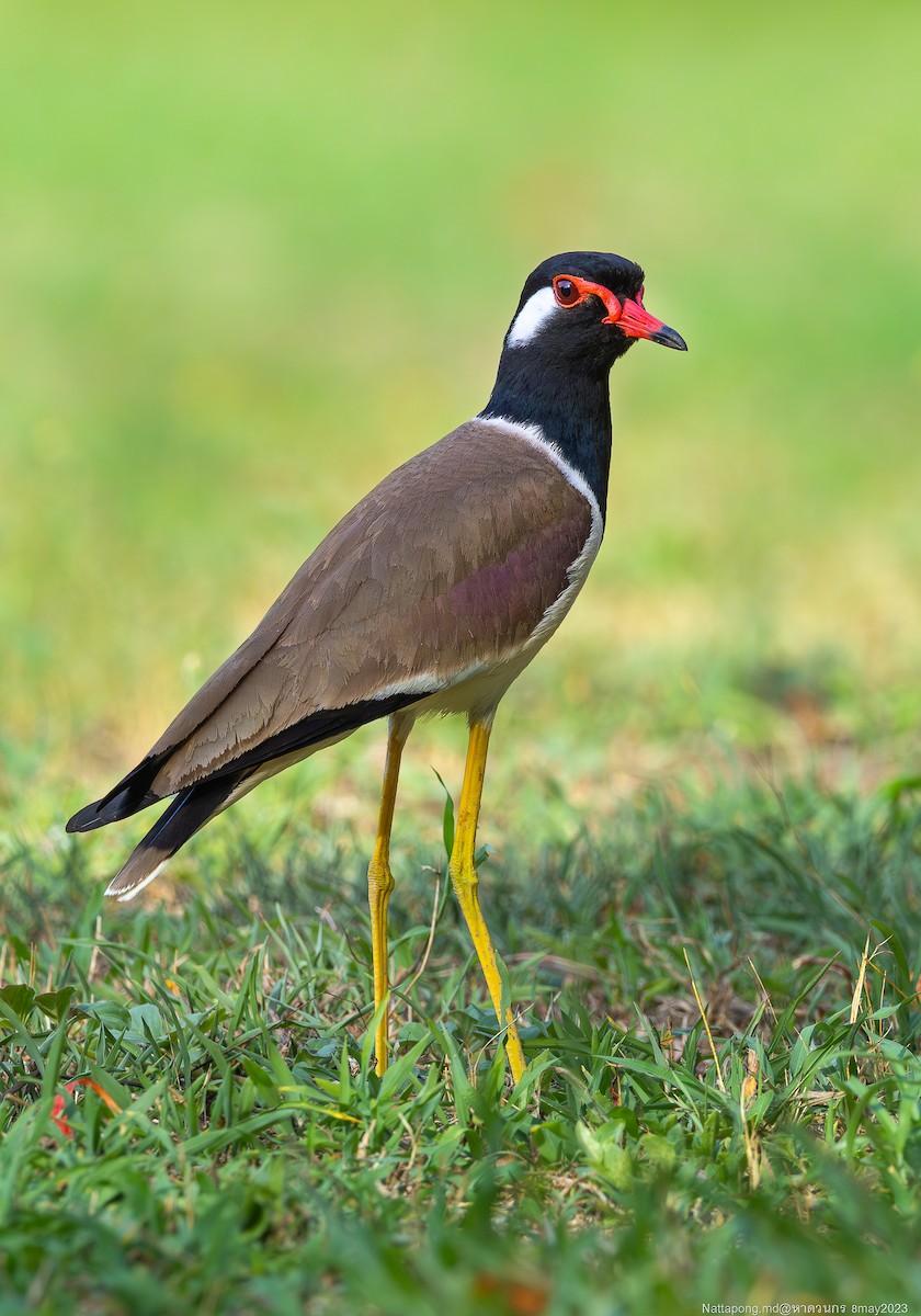 Red-wattled Lapwing - Nattapong Banhomglin