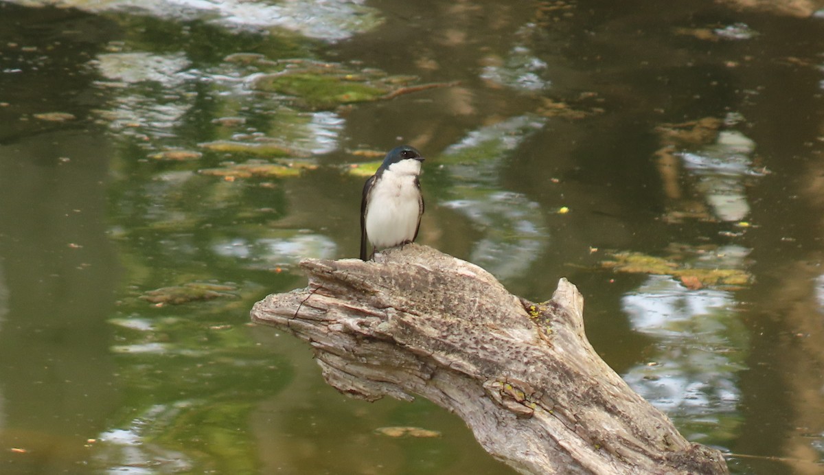 Tree Swallow - ML569810921