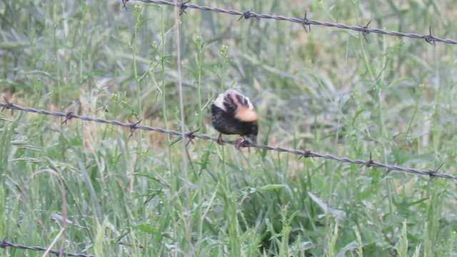 bobolink americký - ML569811081