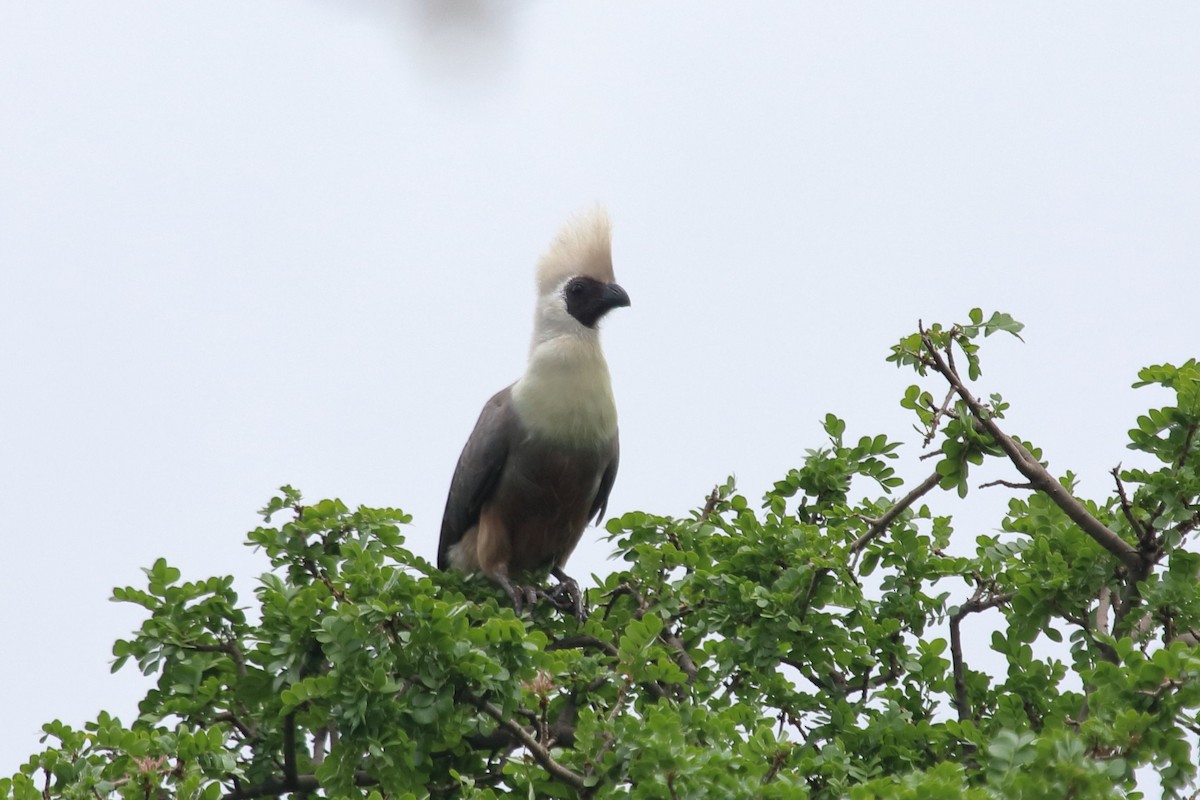 Bare-faced Go-away-bird (Brown-faced) - ML569811101