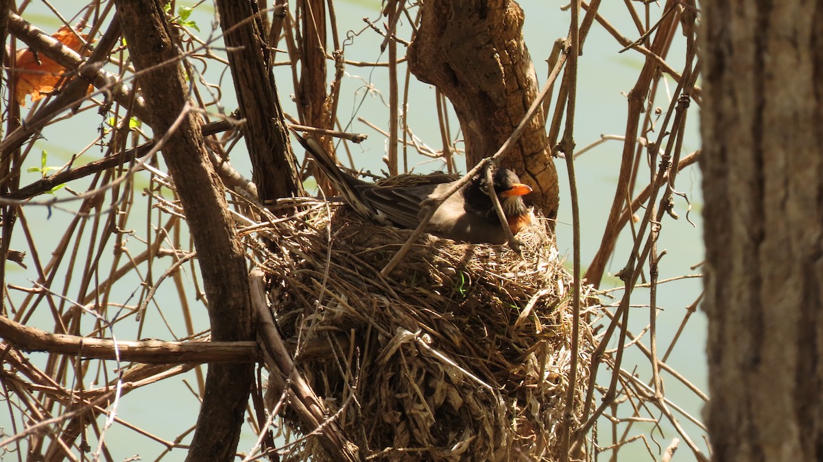 American Robin - ML569811151