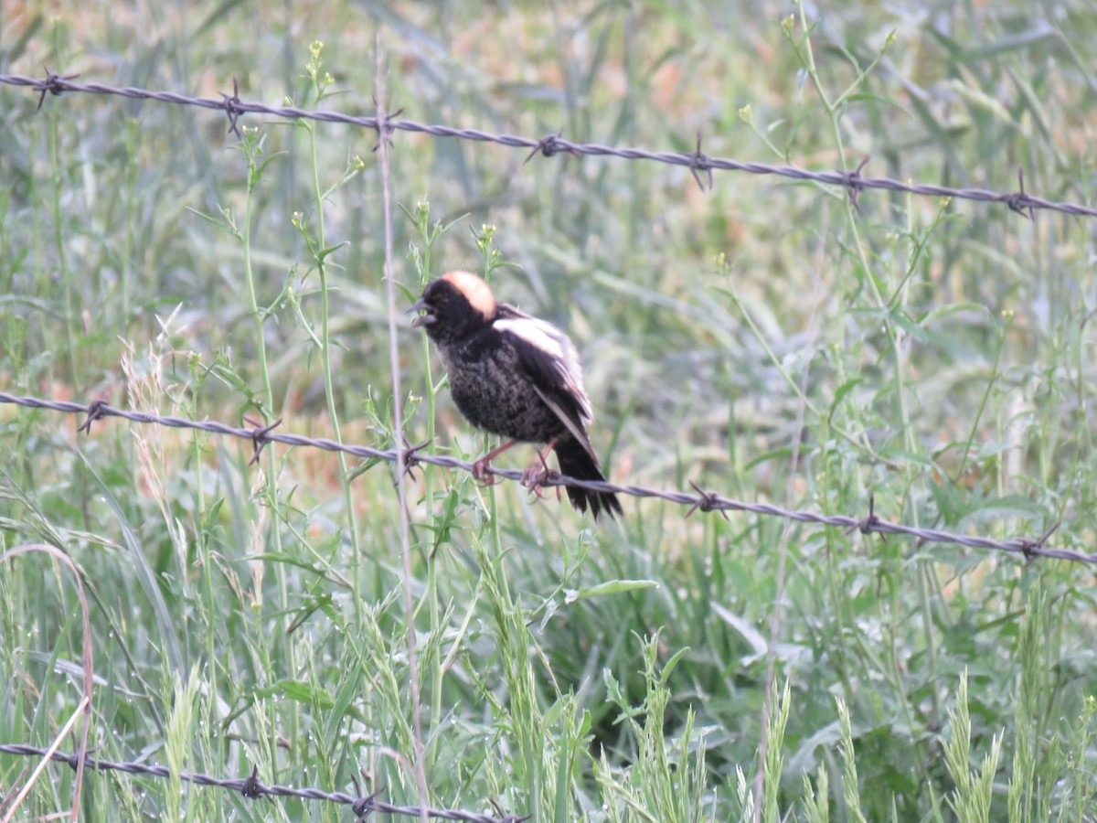 Bobolink - Andrew Burnett