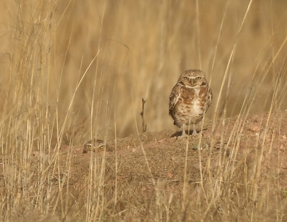 Burrowing Owl - ML569812151