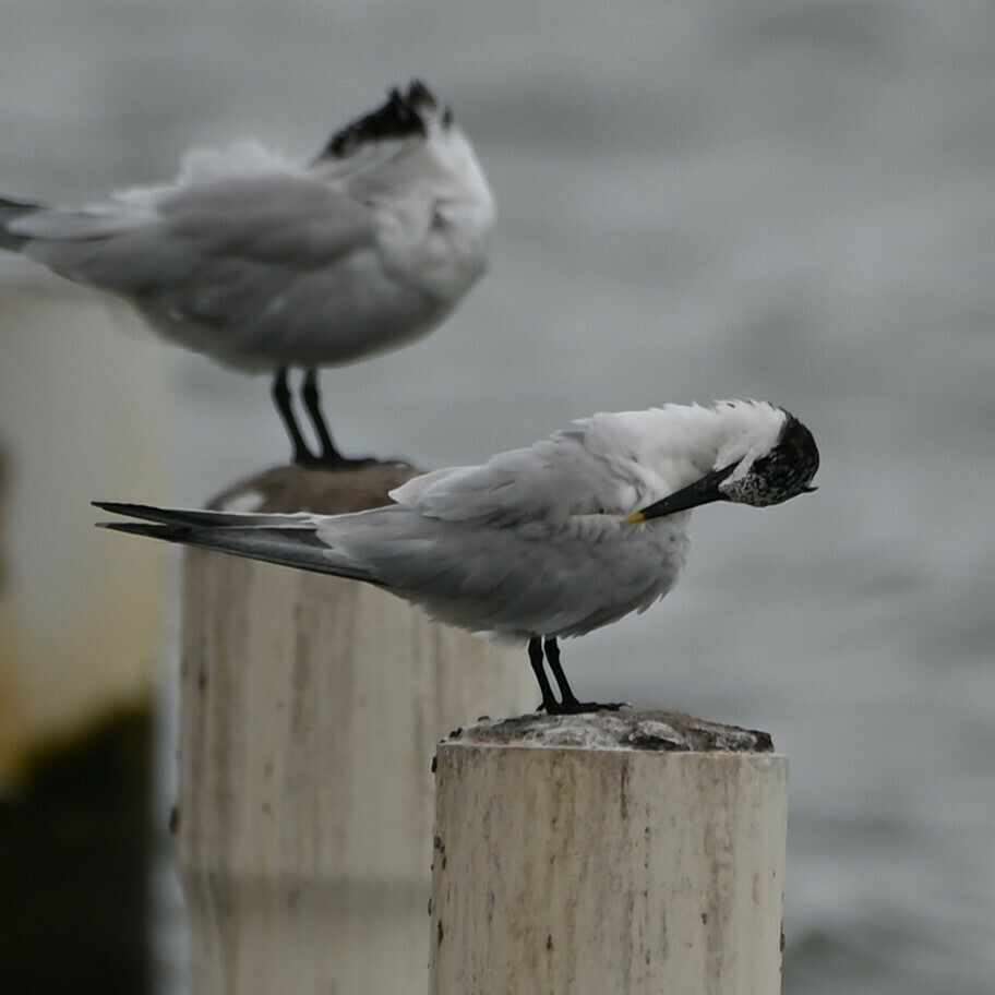 Sandwich Tern - Andrew Campbell