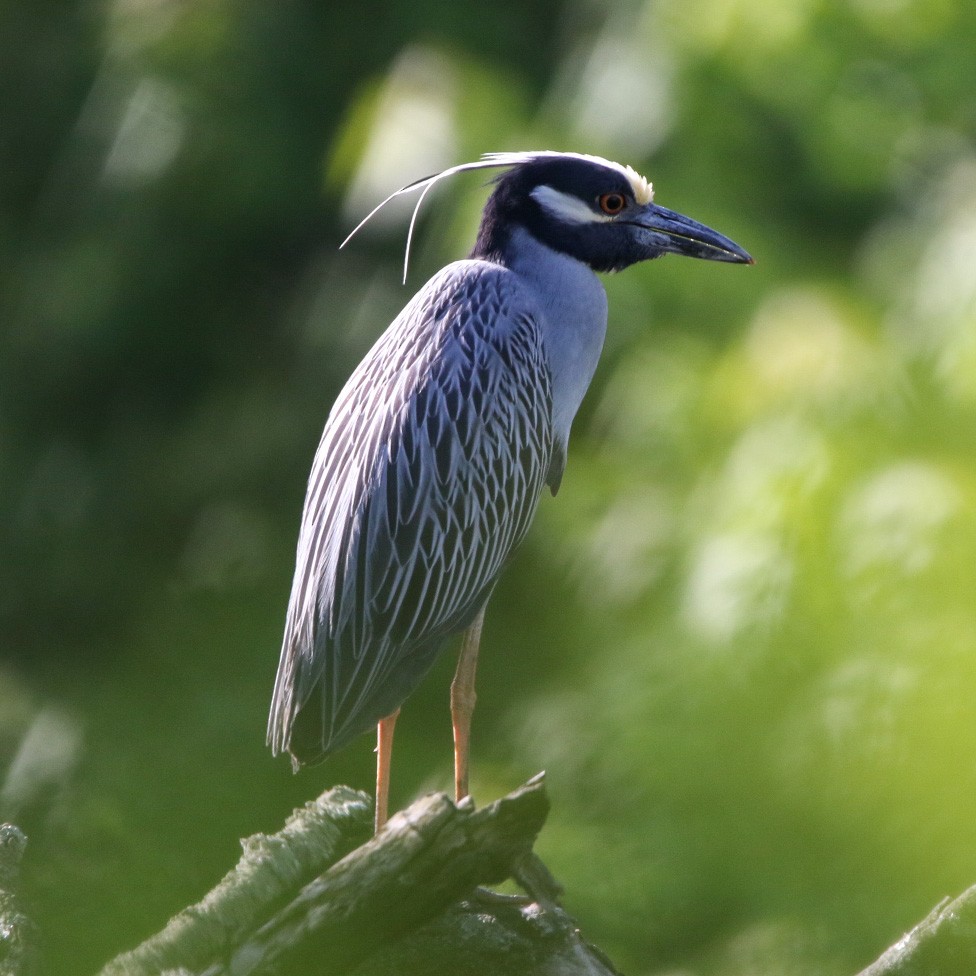 kvakoš žlutočelý - ML569813701