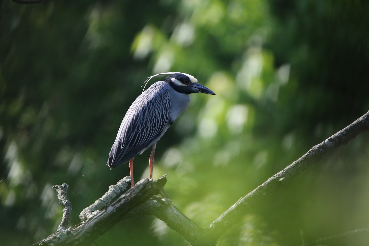 kvakoš žlutočelý - ML569813711