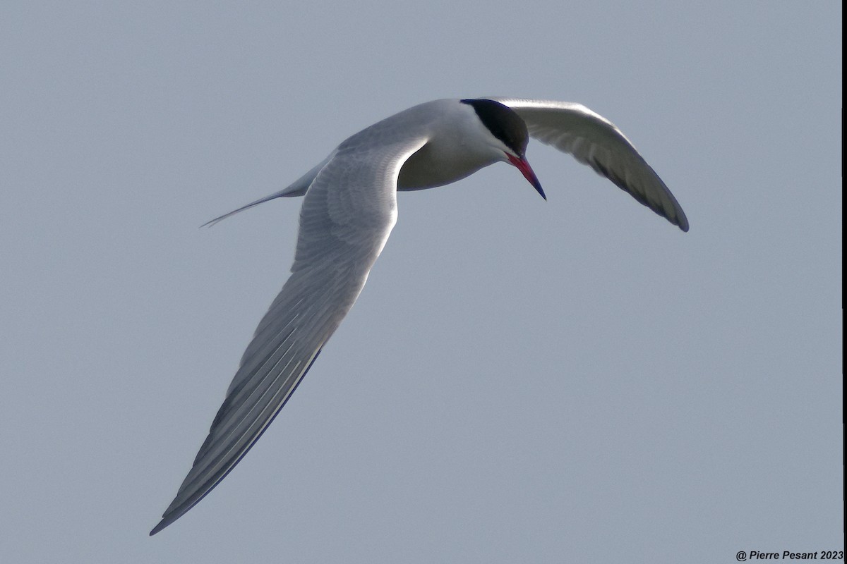 Common Tern - ML569813771