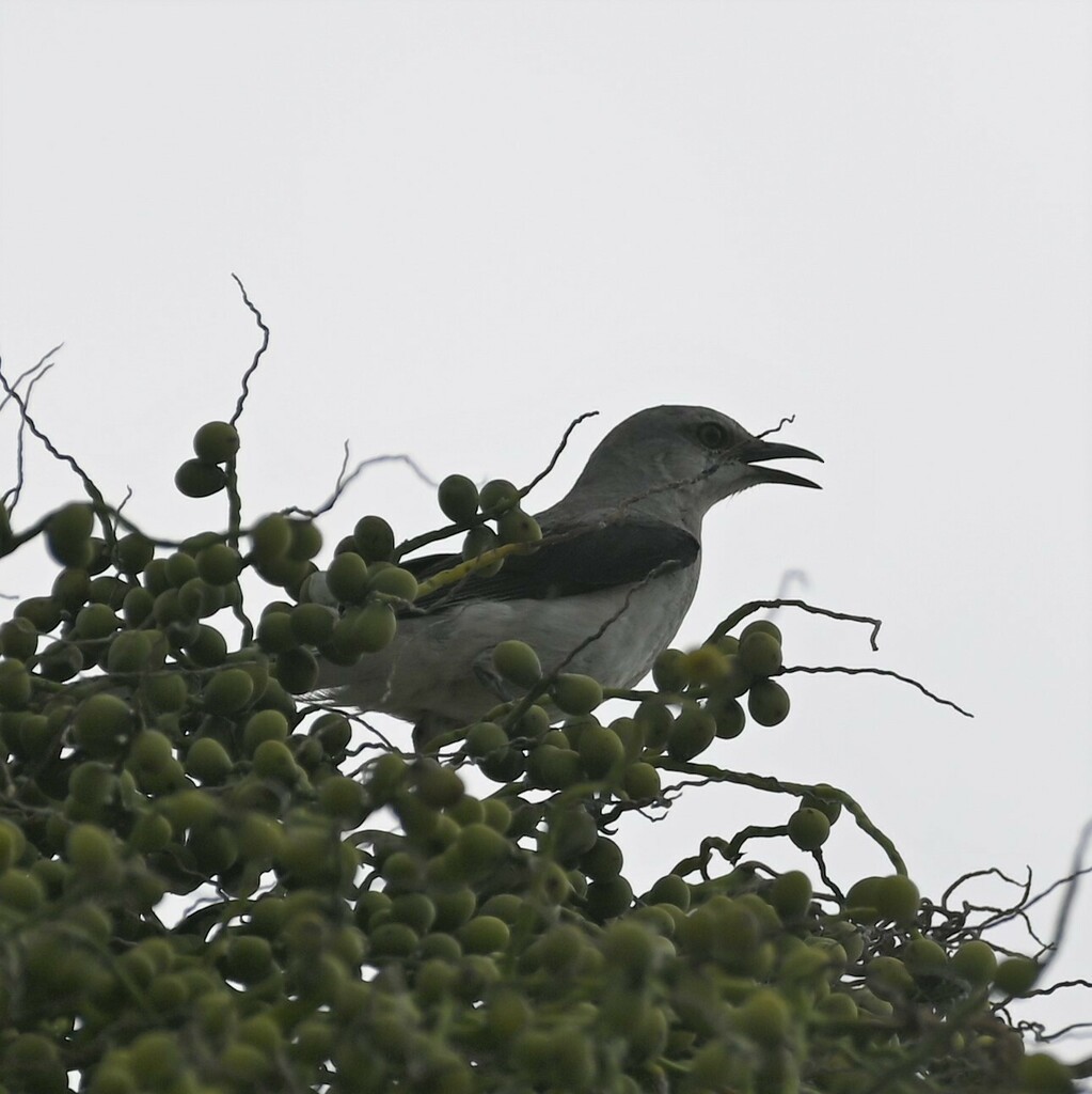 Tropical Mockingbird - ML569813831