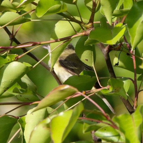 Bell's Vireo - ML569813921