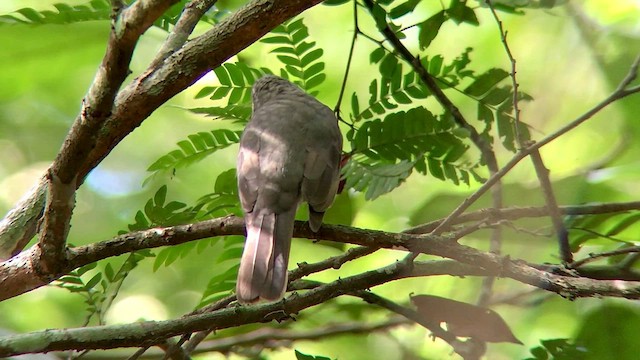 Screaming Piha - ML569814111