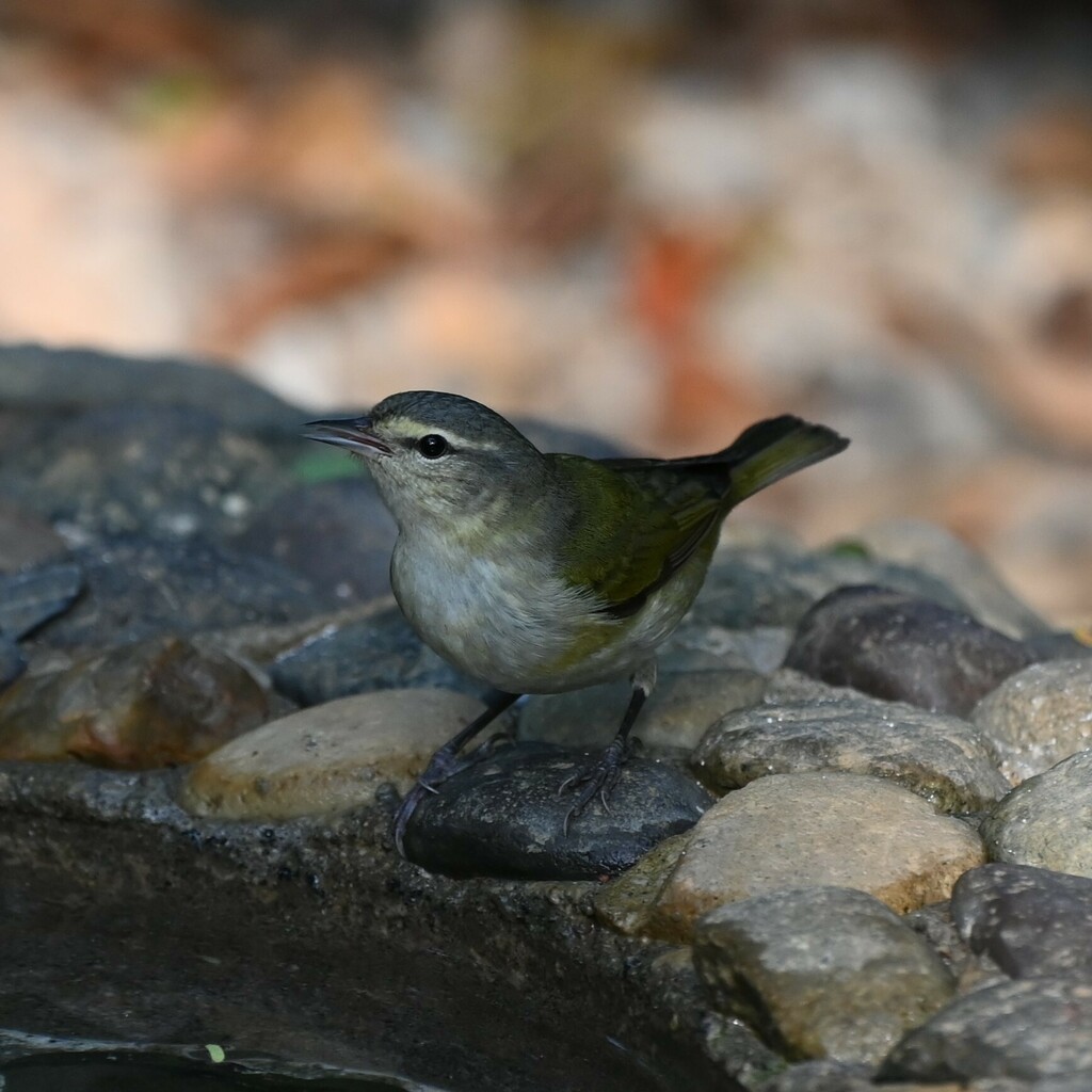 Tennessee Warbler - Andrew Campbell