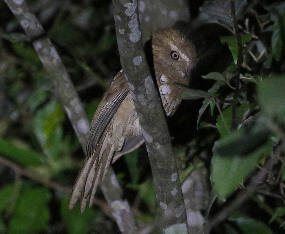 Hodgson's Frogmouth - Ashley Banwell