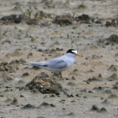 Least Tern - Andrew Campbell
