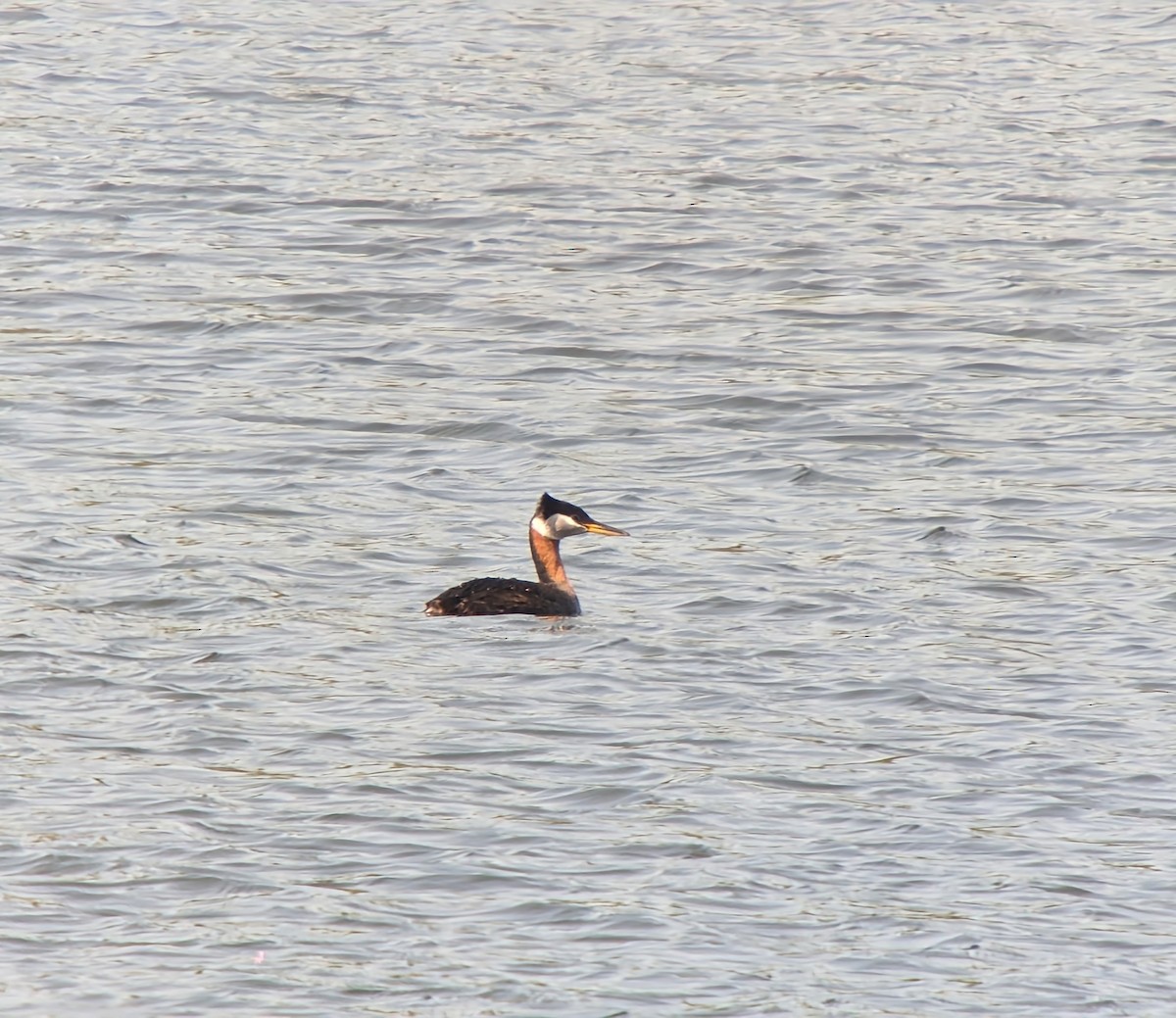 Буурал шунгуур - ML569817281