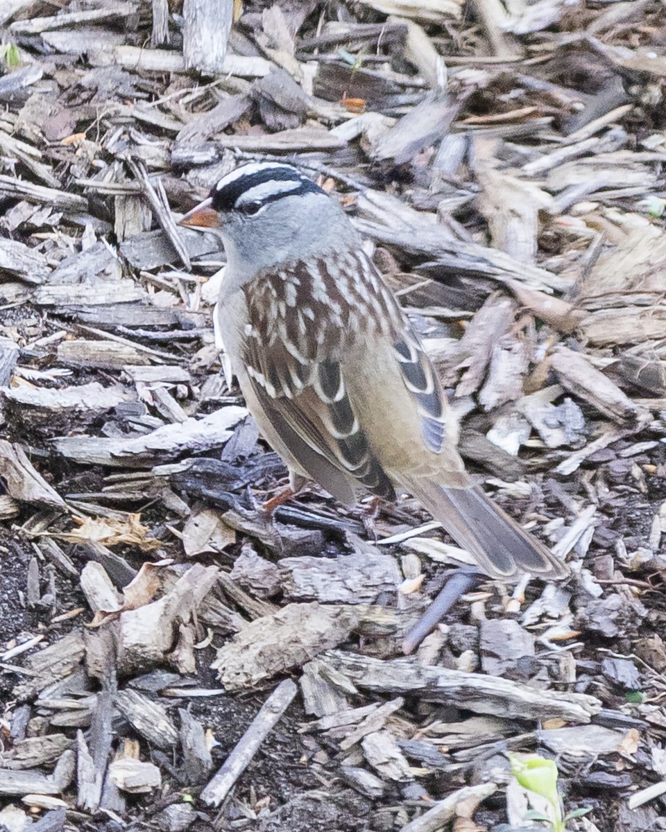 White-crowned Sparrow - ML569817451