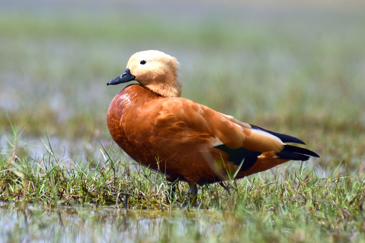 Ruddy Shelduck - Ajoy Kumar Dawn