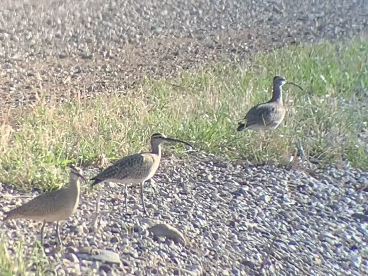 Hudsonian Whimbrel - ML569817771