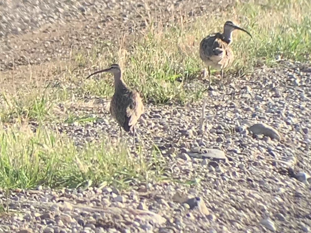 Hudsonian Whimbrel - ML569817781