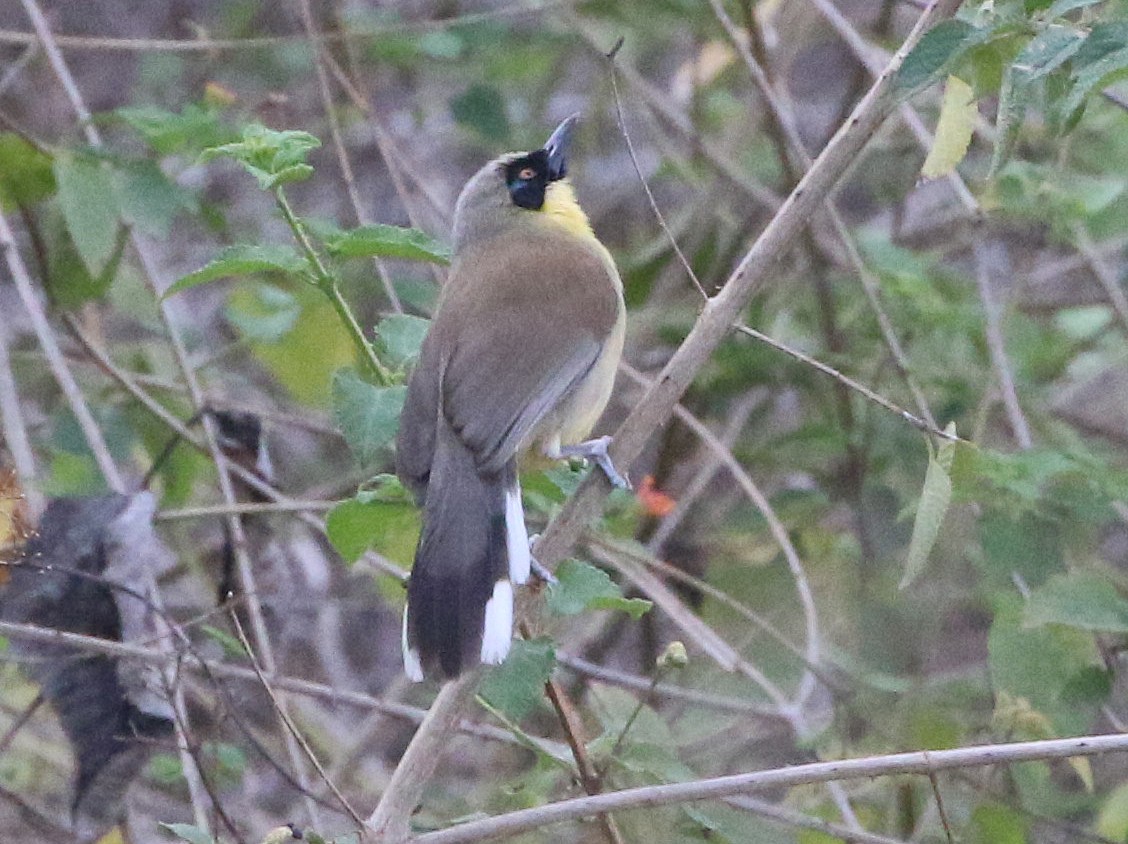 Yellow-throated Laughingthrush - ML569818791