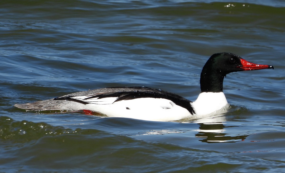 Common Merganser - ML569819541