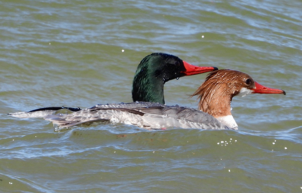 Common Merganser - ML569819591