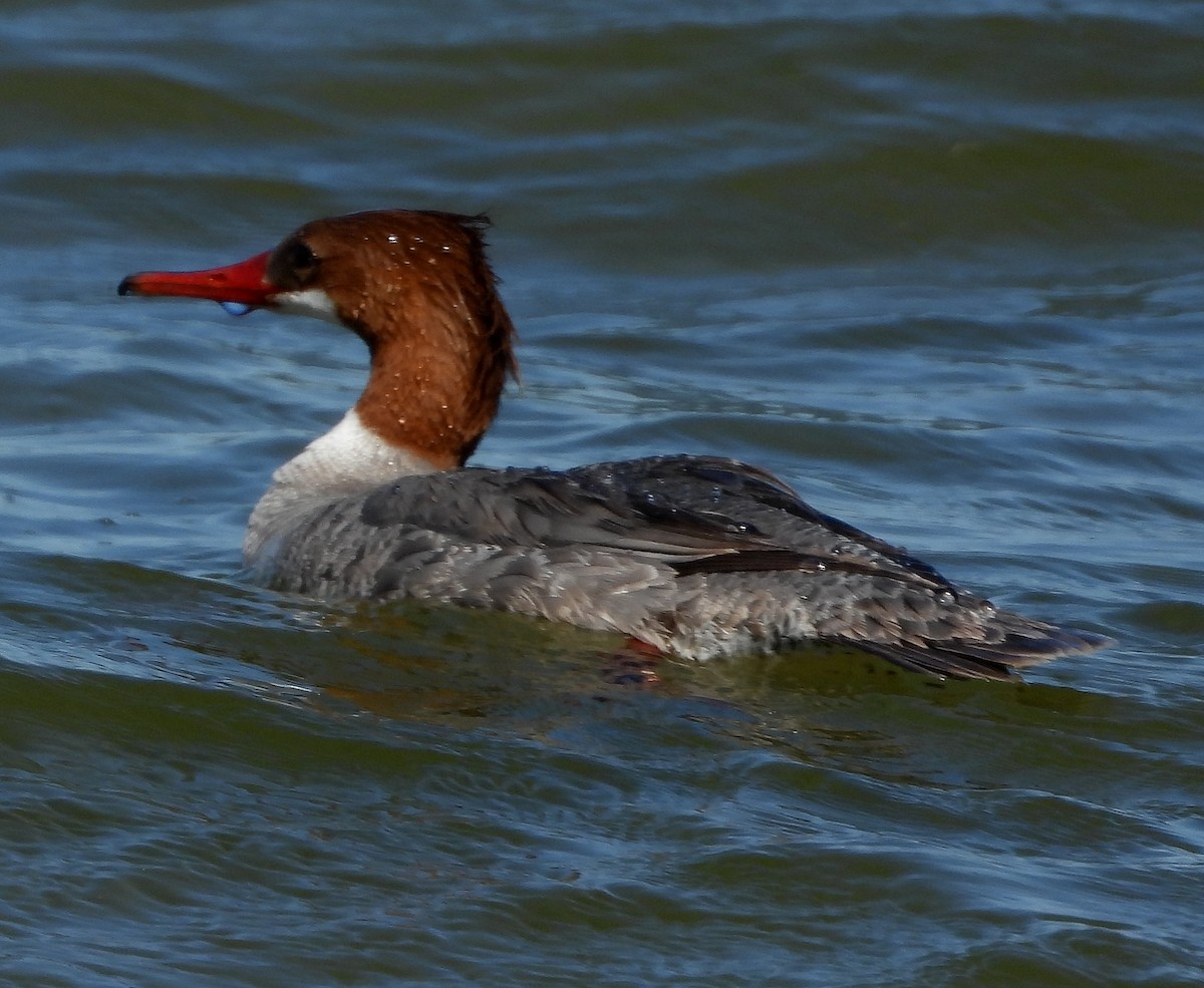 Common Merganser - ML569819631