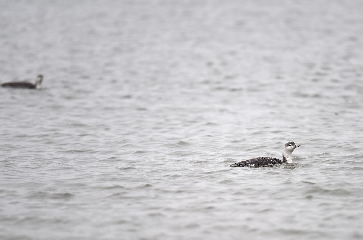Red-throated Loon - ML56982041