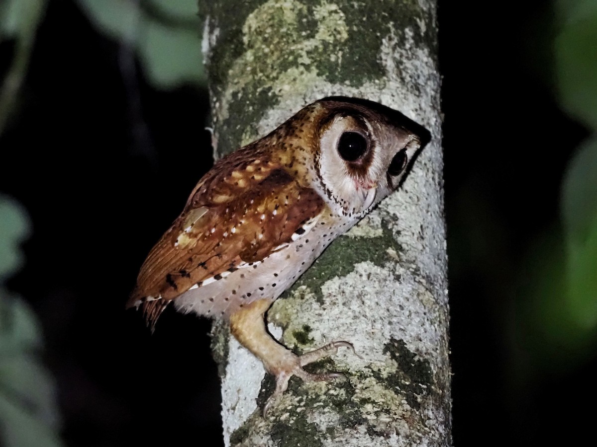 Oriental Bay-Owl - Yingyod  Lapwong