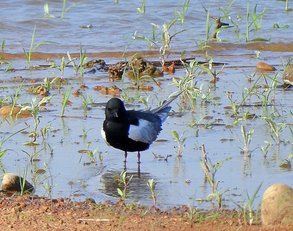 Weißflügel-Seeschwalbe - ML569822181