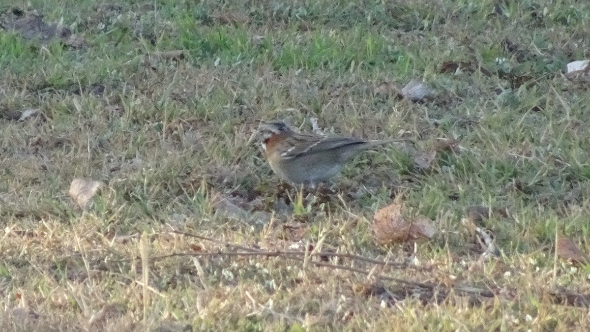 Rufous-collared Sparrow - Marco Antonio Guerrero R.