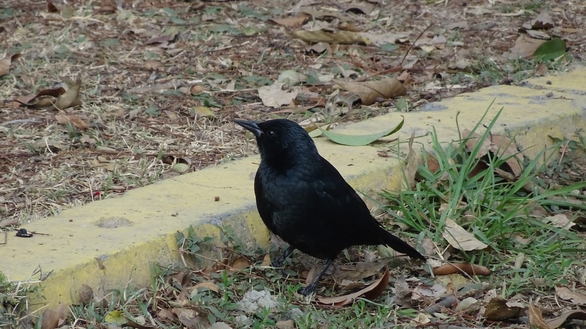 Austral Blackbird - ML569823691
