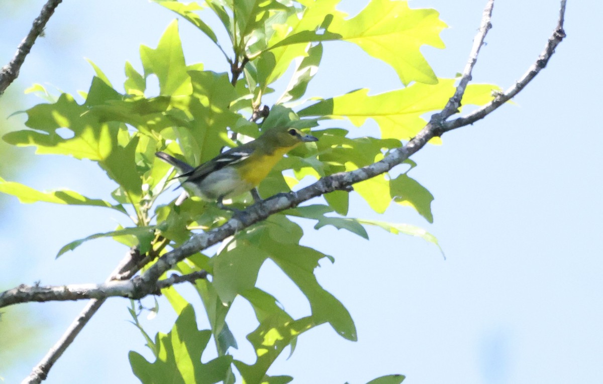 Yellow-throated Vireo - Sarah Morris