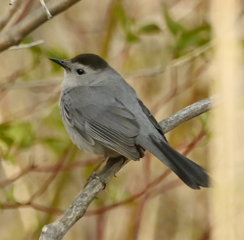 Gray Catbird - Regis Fortin