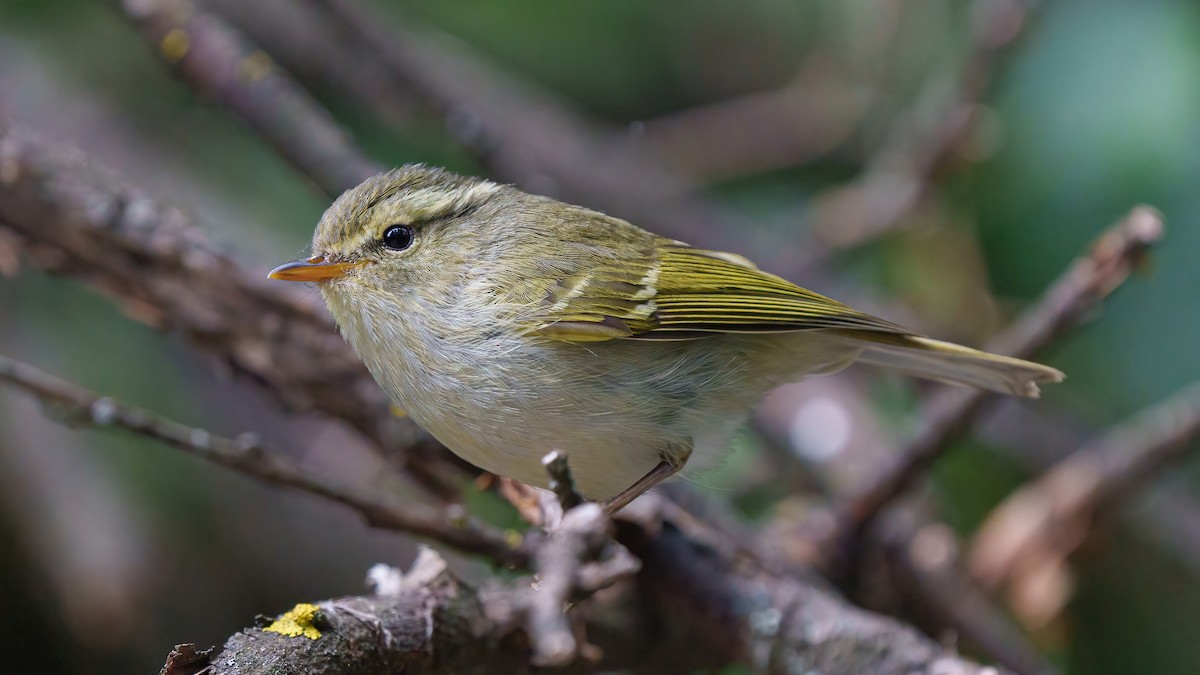 Davison's Leaf Warbler - Zongzhuang Liu