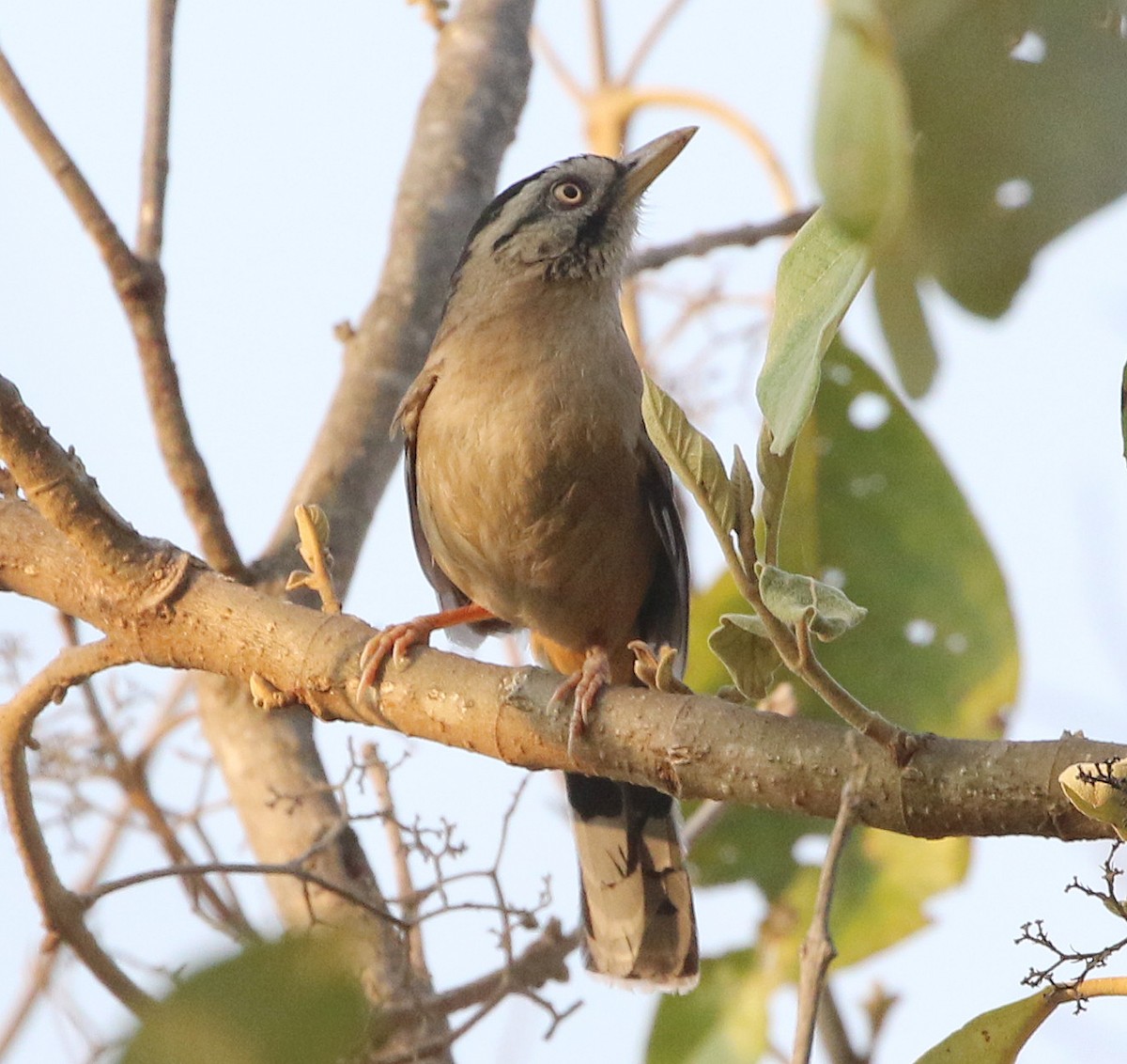 Moustached Laughingthrush - ML569825181