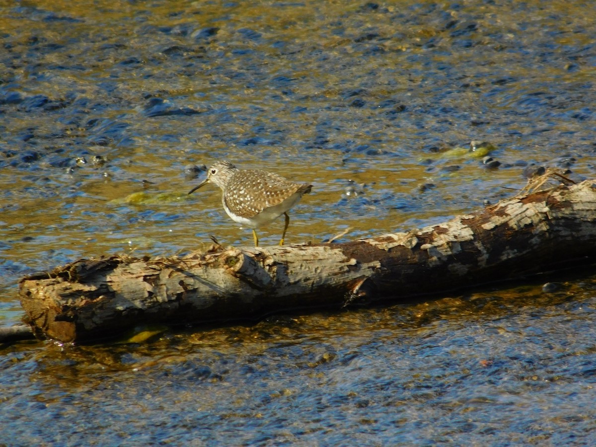 Solitary Sandpiper - ML569825511