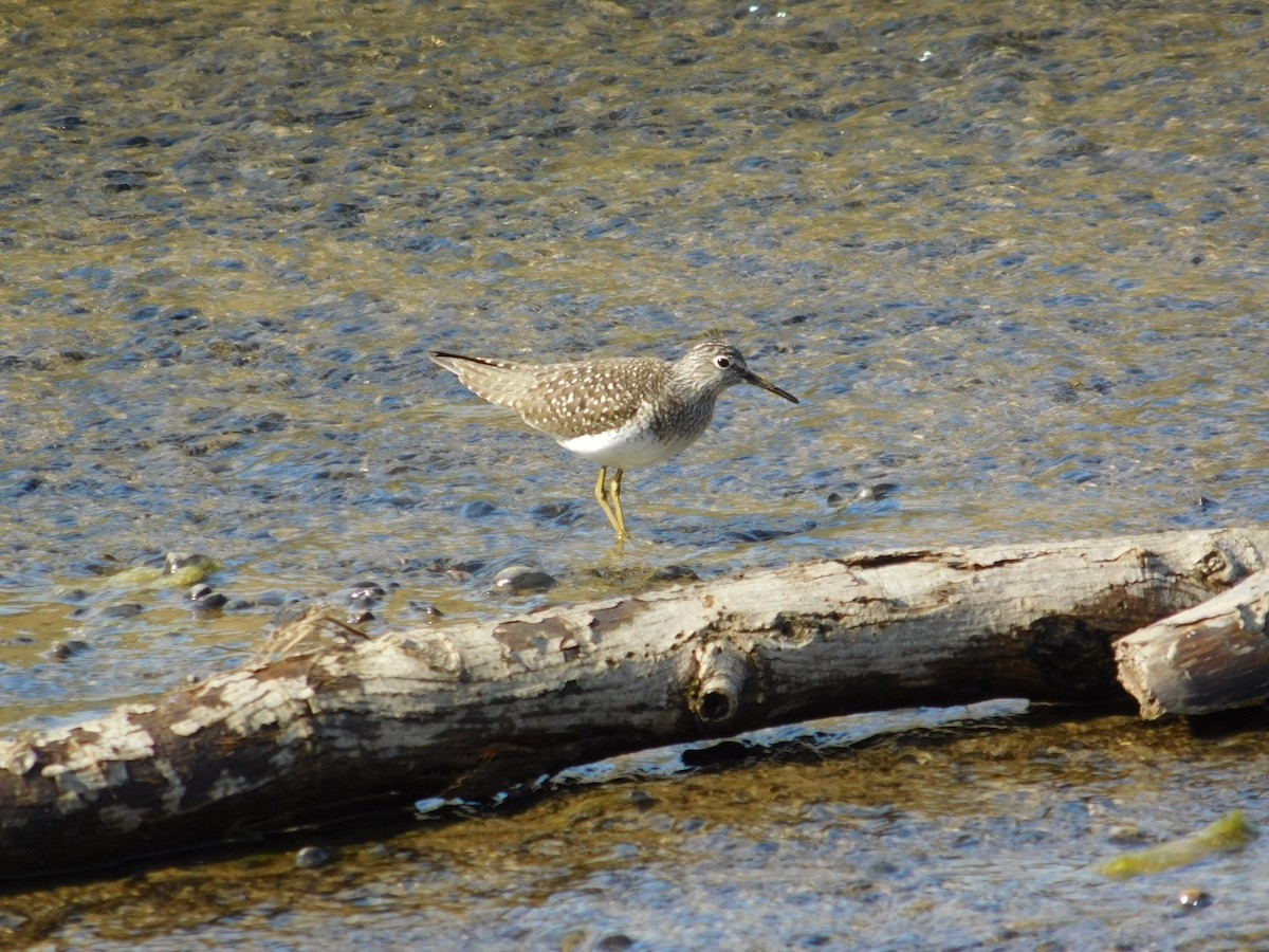 Mourning Dove - ML569825661