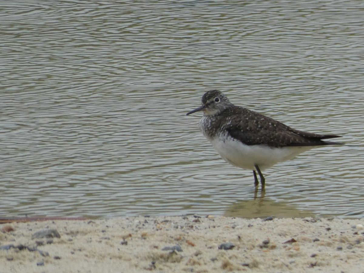 Solitary Sandpiper - ML569826231