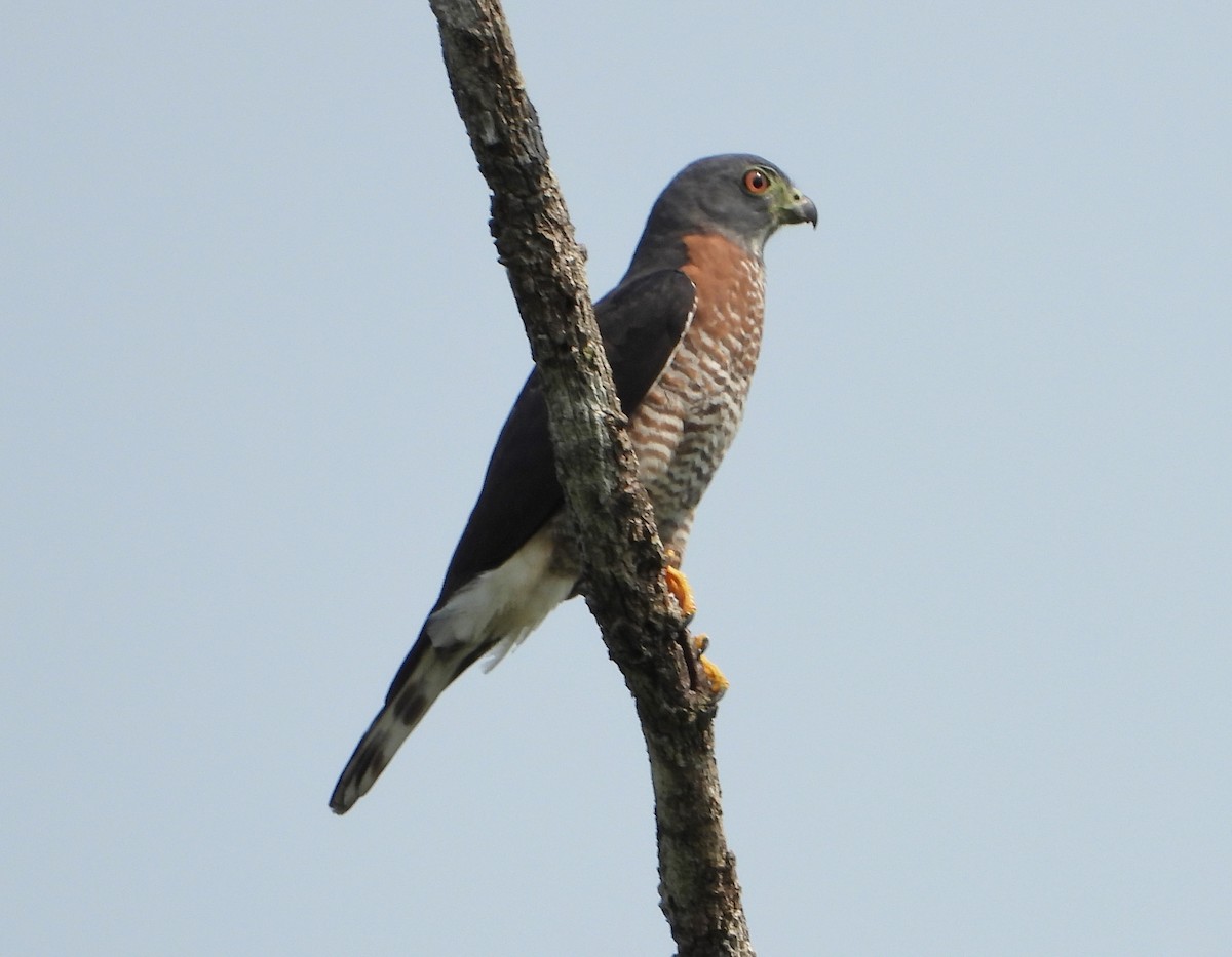 Double-toothed Kite - ML569828381