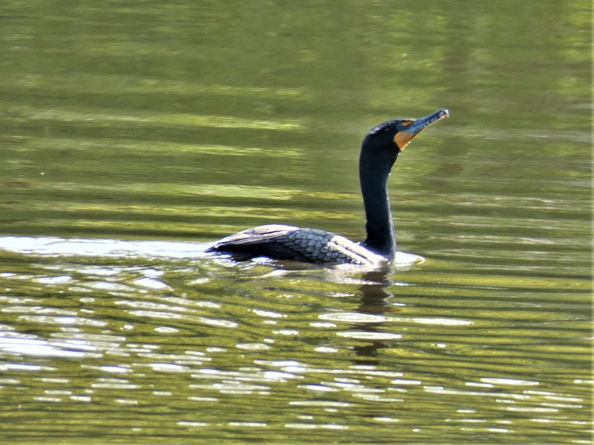 Double-crested Cormorant - ML569828471