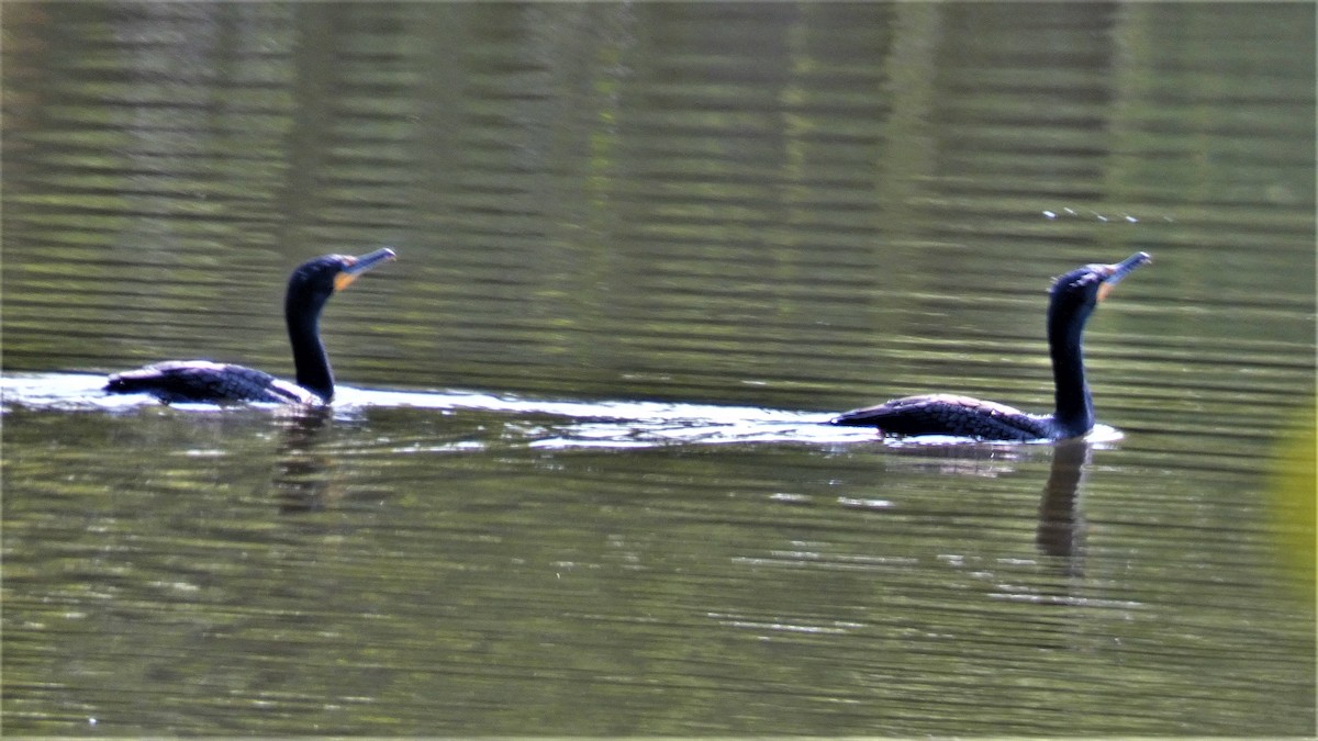 Double-crested Cormorant - ML569828481