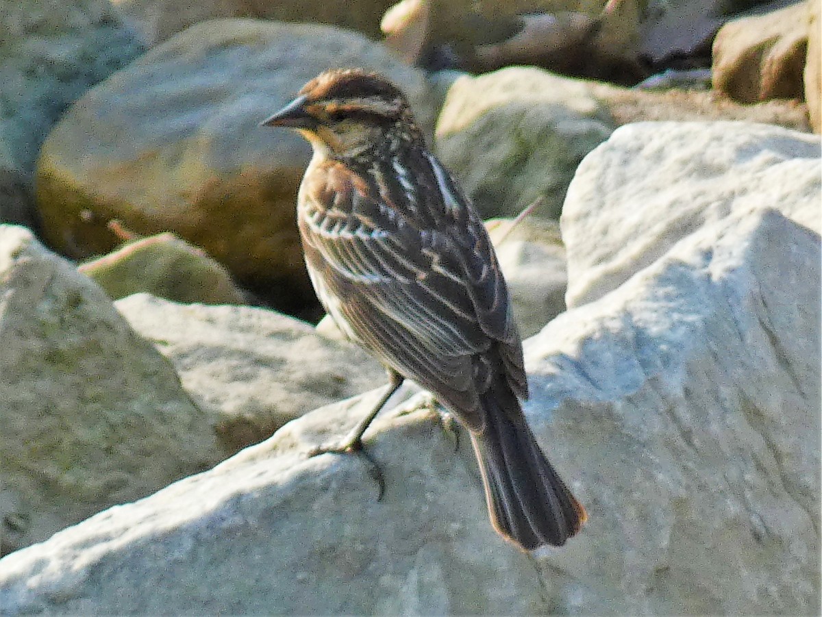 Red-winged Blackbird - ML569828711