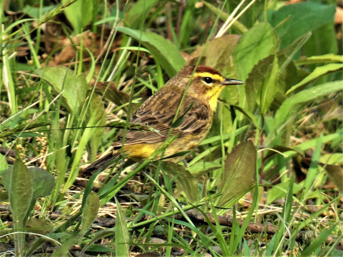 Palm Warbler - ML569828861