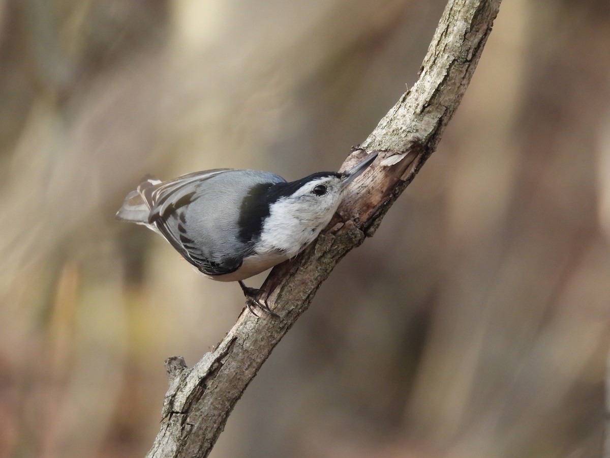 White-breasted Nuthatch - ML569829071
