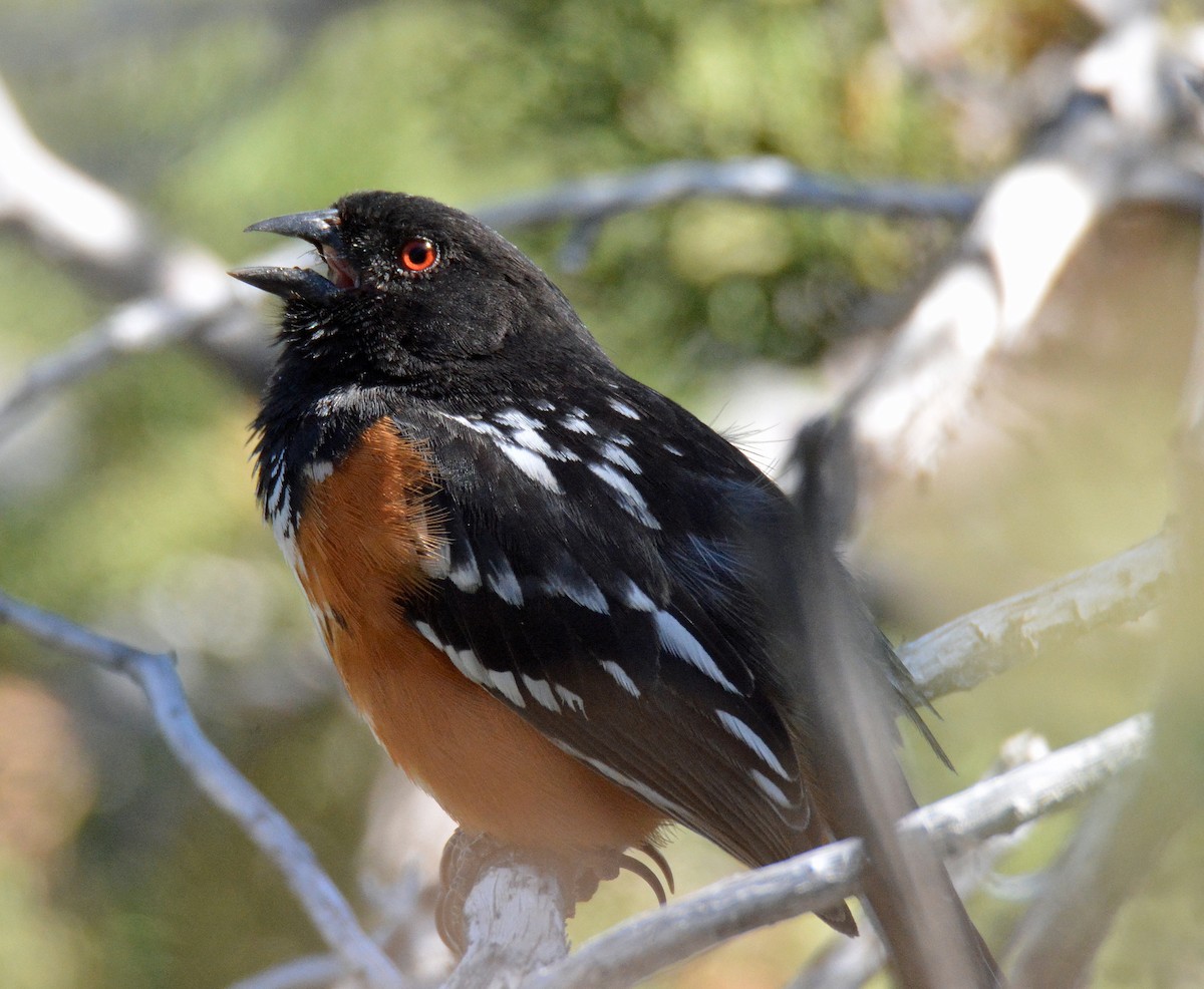 Spotted Towhee - ML569830131