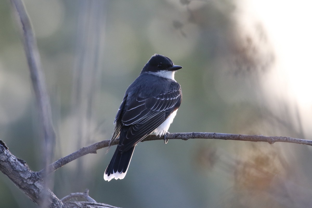 Eastern Kingbird - Mark Chavez